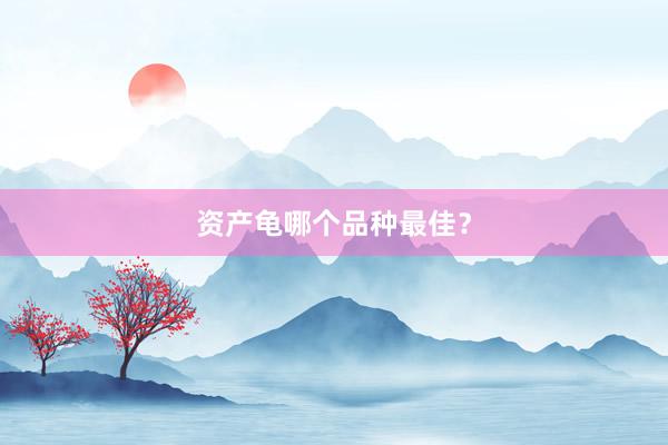 资产龟哪个品种最佳？